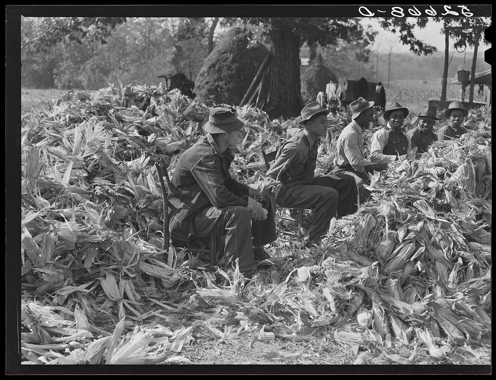 Cornshucking at Mrs. Fred Wilkins' farm, Tallyho, near Stem. Granville County, North Carolina. Sourced from the Library of…