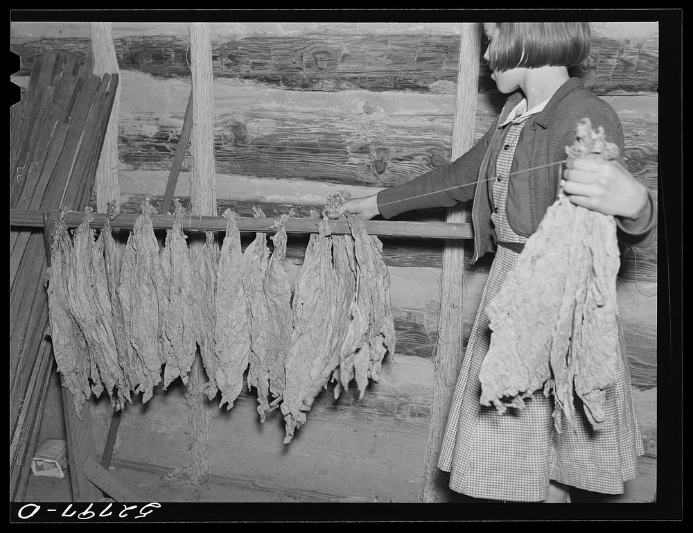 Daughter of Mr. and Mrs. Fred Wilkins helping "take off" the tobacco for grading and stripping in the strip house on their…