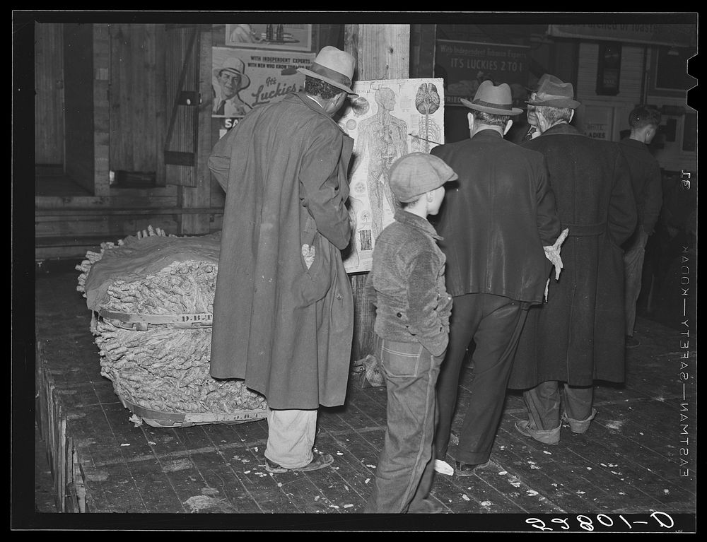 [Untitled photo, possibly related to: The son of an older tobacco auctioneer relieves his father at the end of the row…