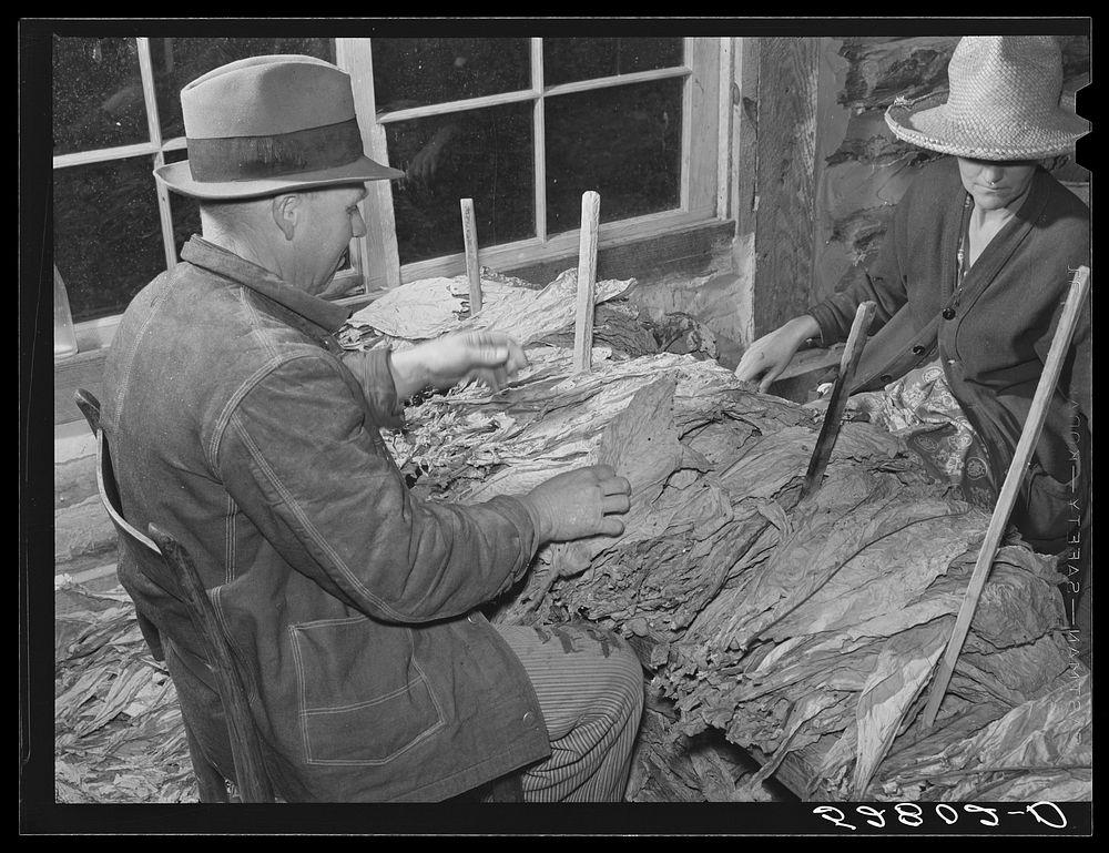 [Untitled photo, possibly related to: Tobacco warehouseman examining farmer's tobacco before auction sale. Durham, North…