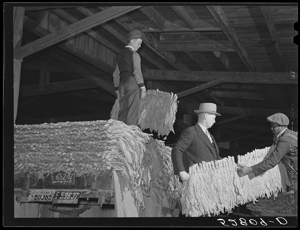 Unloading tobacco from trailer into baskets according to the grade the night before auction sale in warehouse. Durham, North…