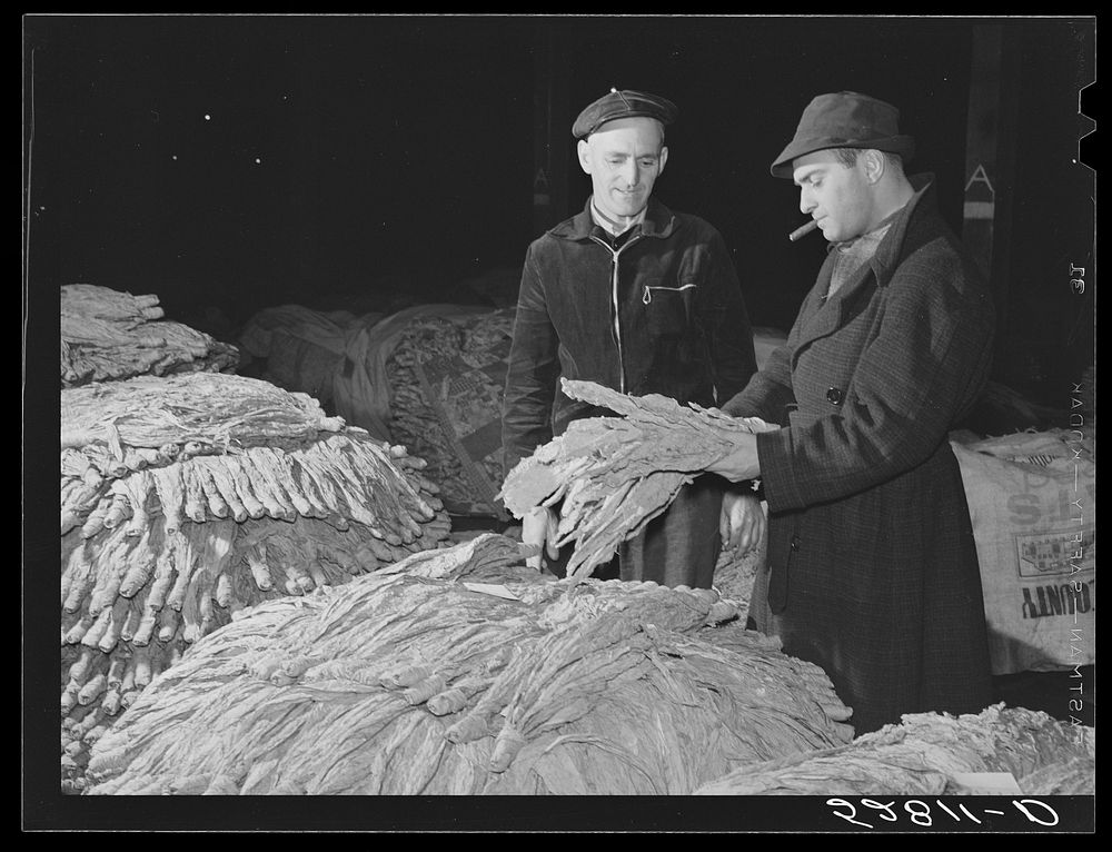 Tobacco warehouseman examining farmer's tobacco before auction sale. Durham, North Carolina. Sourced from the Library of…