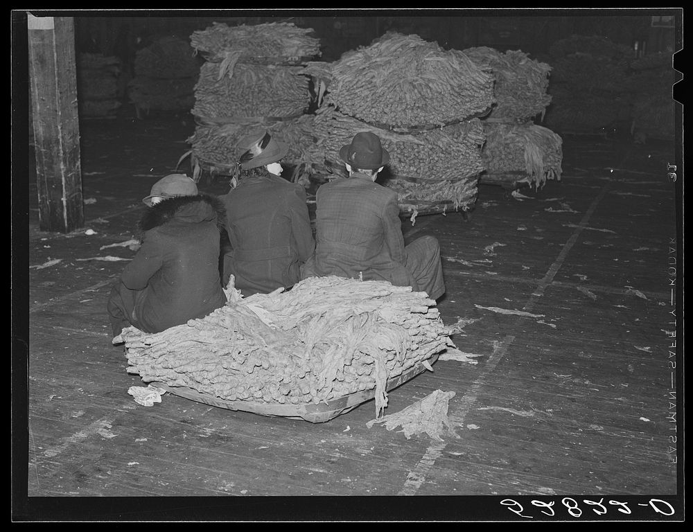 [Untitled photo, possibly related to: Farmers must often wait overnight or for several days before their tobacco is sold at…