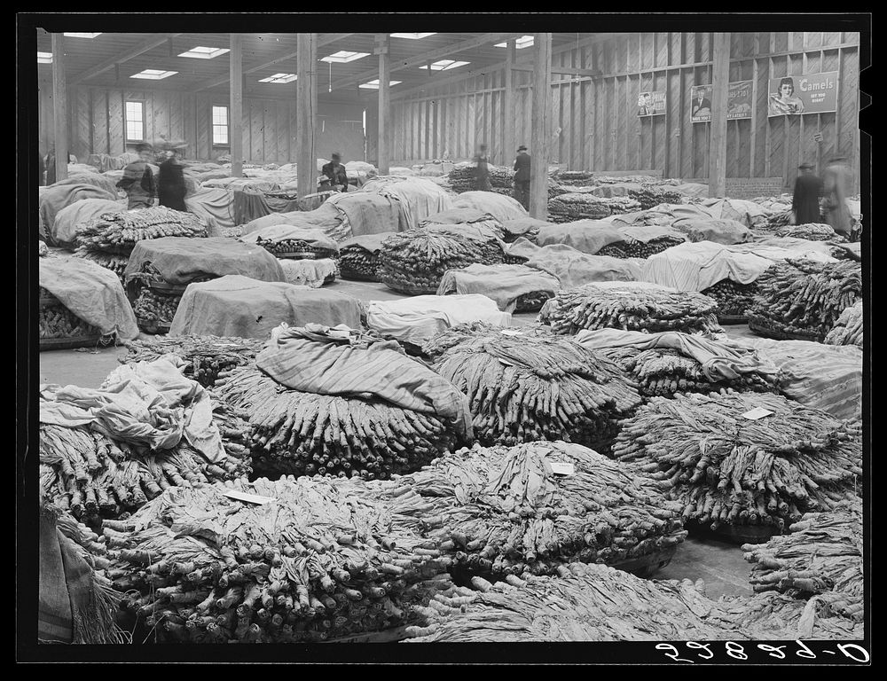 [Untitled photo, possibly related to: Baskets of tobacco on warehouse floor before auction sale. Durham, North Carolina].…