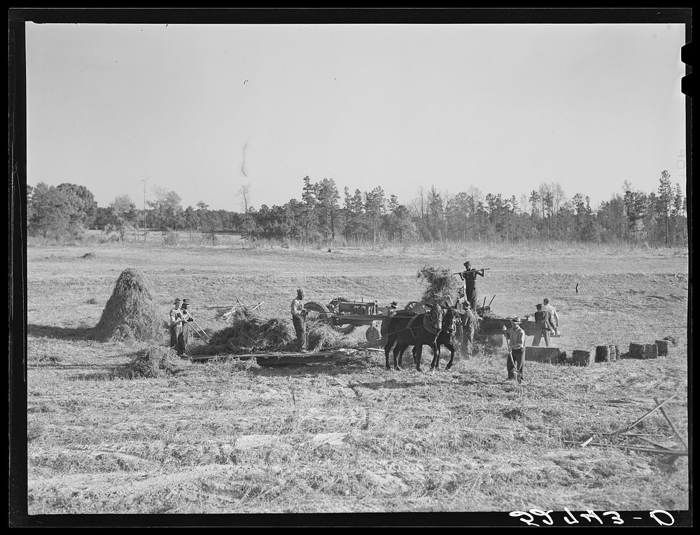 [Untitled photo, possibly related to: Bringing the hay from the field to the machine for baling. The Mary E. Jones place of…