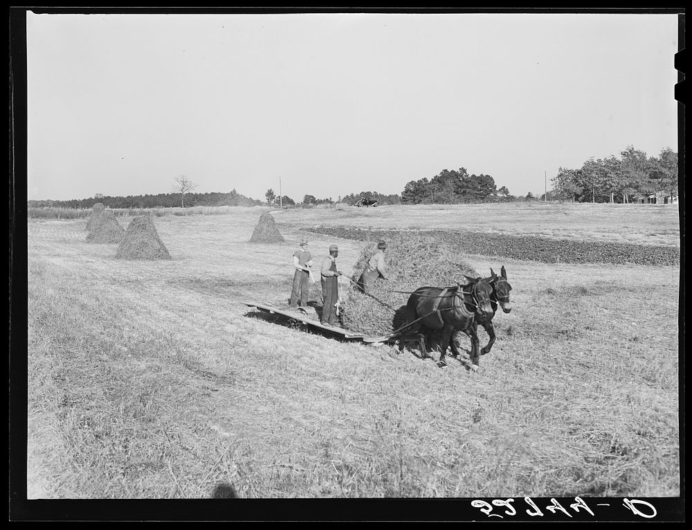 Bringing the hay from the field to the machine for baling. The Mary E. Jones place of about 140 acres. There are eight mules…