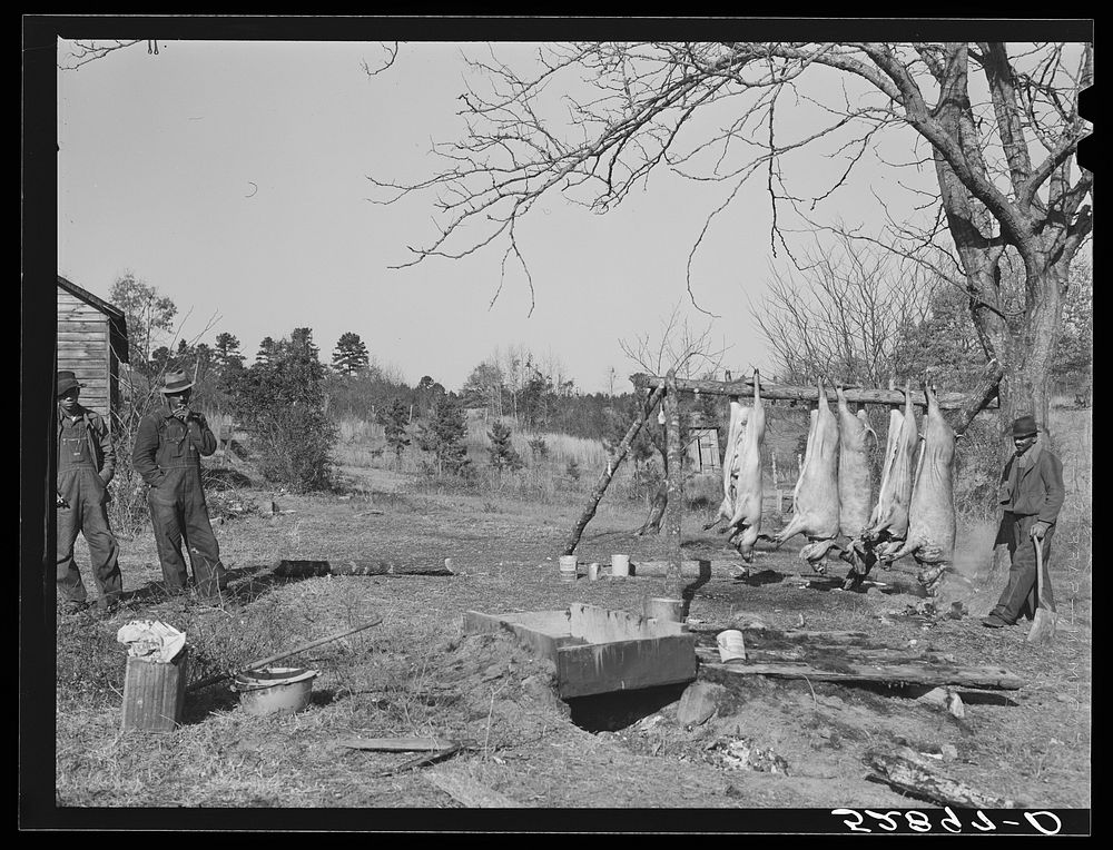 [Untitled photo, possibly related to: Hog killing on Milton Puryeur place. He is a  owner of five acres of land. Rural Route…