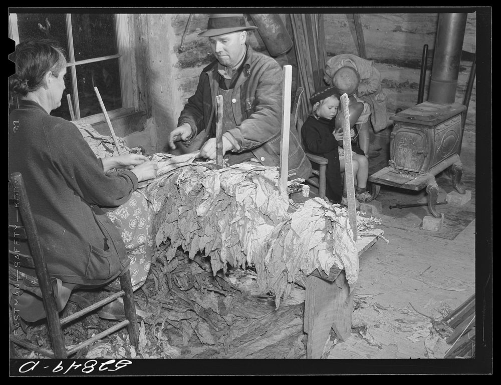 [Untitled photo, possibly related to: Mr. and Mrs. Fred Wilkins grading and stripping tobacco in strip house on their farm.…