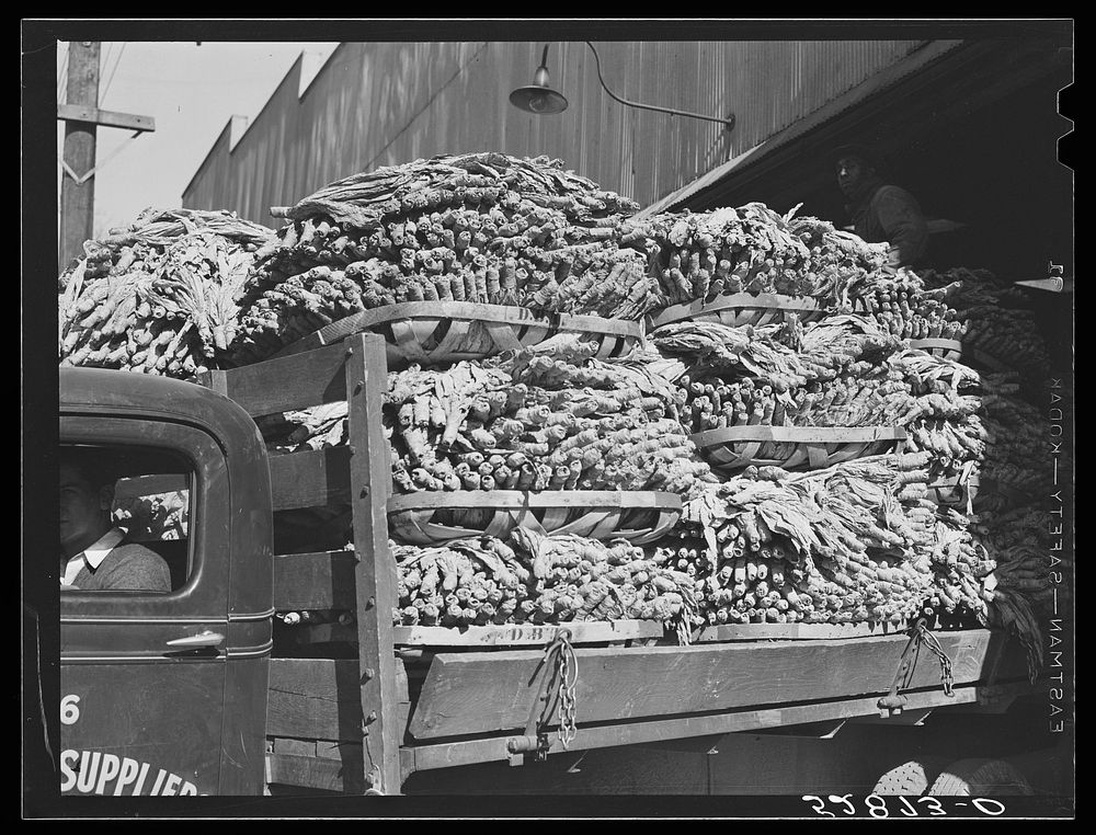 Durham, North Carolina. A truck loaded with baskets of tobacco being taken to a cigarette factory. Sourced from the Library…