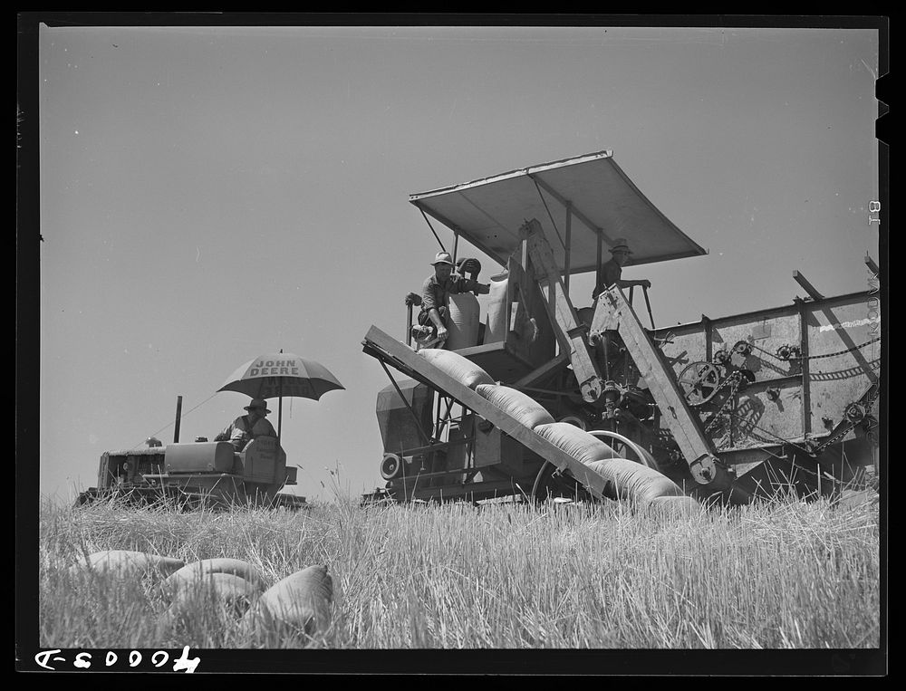 Tractor-drawn combine. Whitman County, Washington. Notice that wheat is sacked on combine by Russell Lee