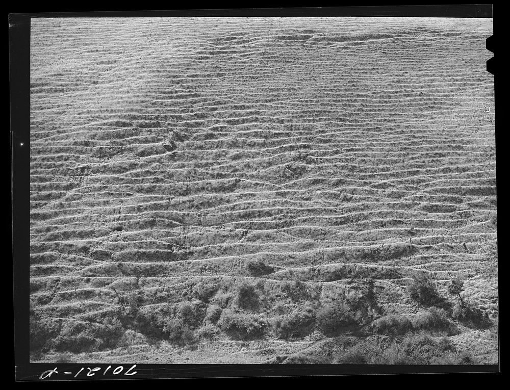 Sheep trails on side of hill. Klickitat County, Washington by Russell Lee