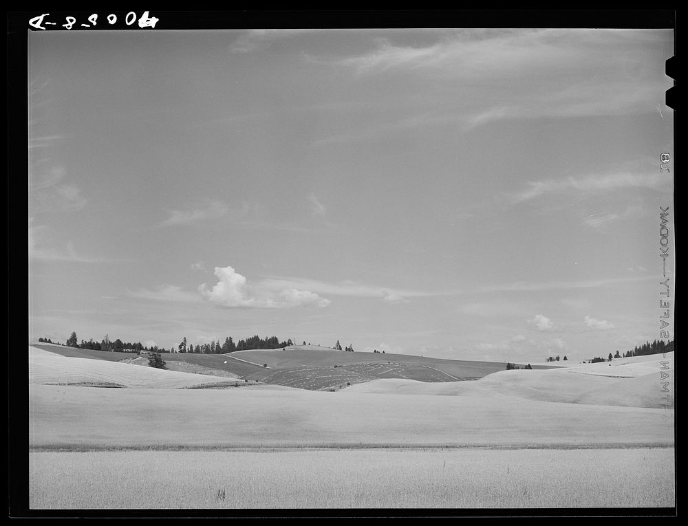 Wheat fields. Whitman County, Washington by Russell Lee