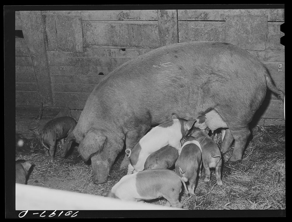 Pigs on farm of FSA (Farm Security Administration) rehabilitation borrower. Yakima County, Washington by Russell Lee