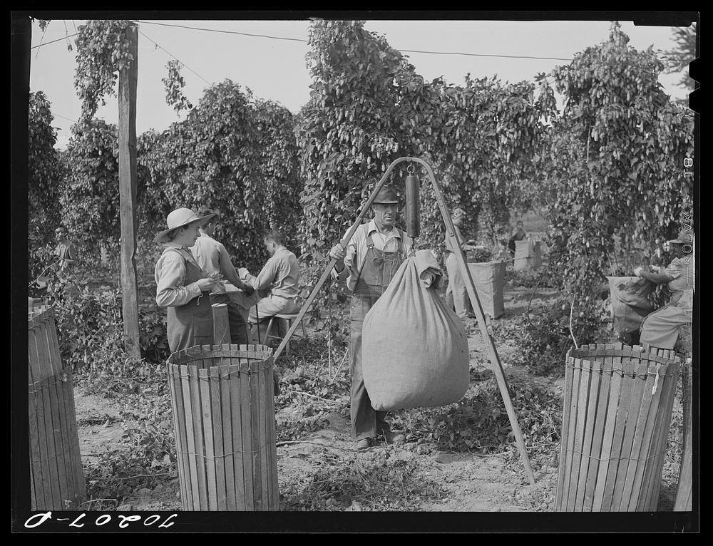 Weighing in sacks of hops. Yakima County, Washington by Russell Lee