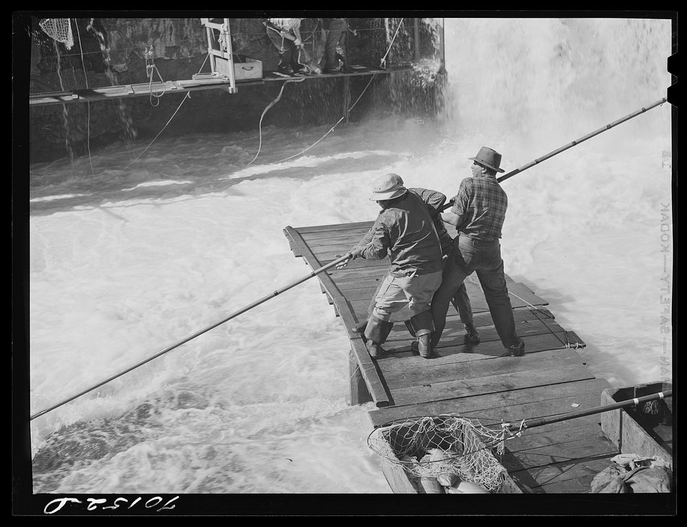 Indian fishermen pull in net heavy with salmon. Celilo Falls, Oregon by Russell Lee