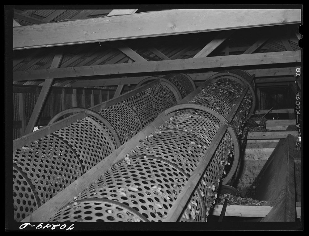 Rollers used in stationary-type mechanical hop picker. Yakima County, Washington by Russell Lee