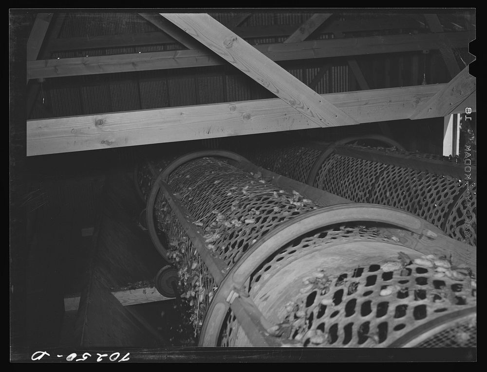 [Untitled photo, possibly related to: Rollers used in stationary-type mechanical hop picker. Yakima County, Washington] by…
