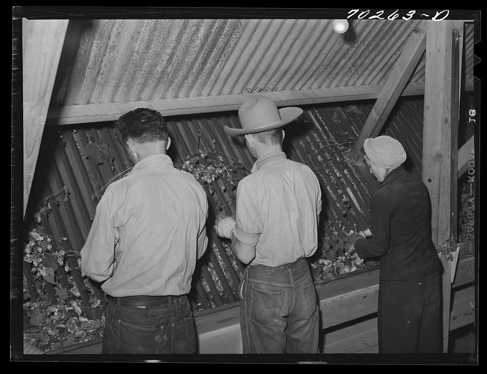 Workers at the repicking or cleaning apparatus where a stationary-type picker is used for picking hops. Yakima County…