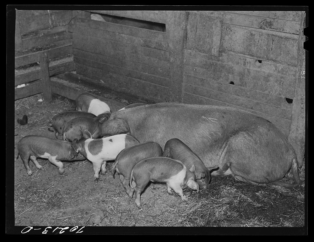 Pigs on farm in Yakima County, Washington by Russell Lee