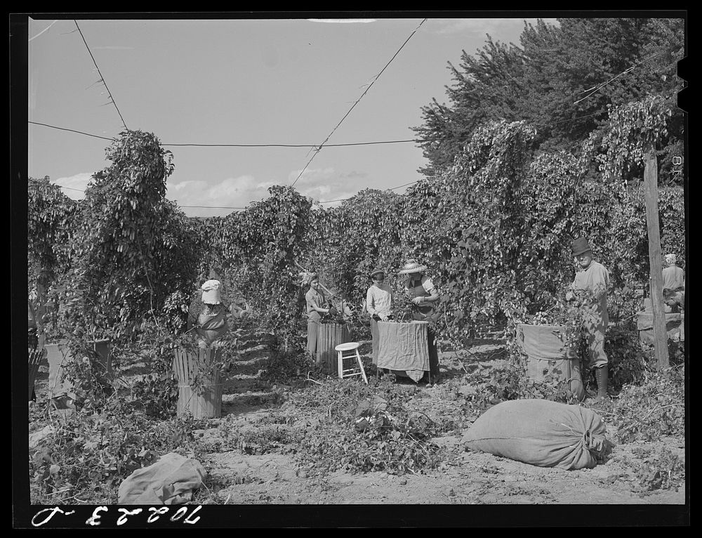 Hop pickers. Yakima County, Washington by Russell Lee
