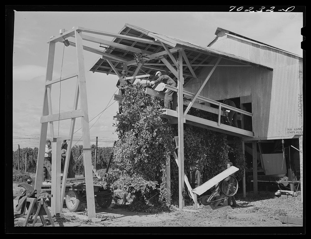 Stationary-type mechanical hop picker. The vines are brought to this shed and are fed into the machine picker. Yakima…