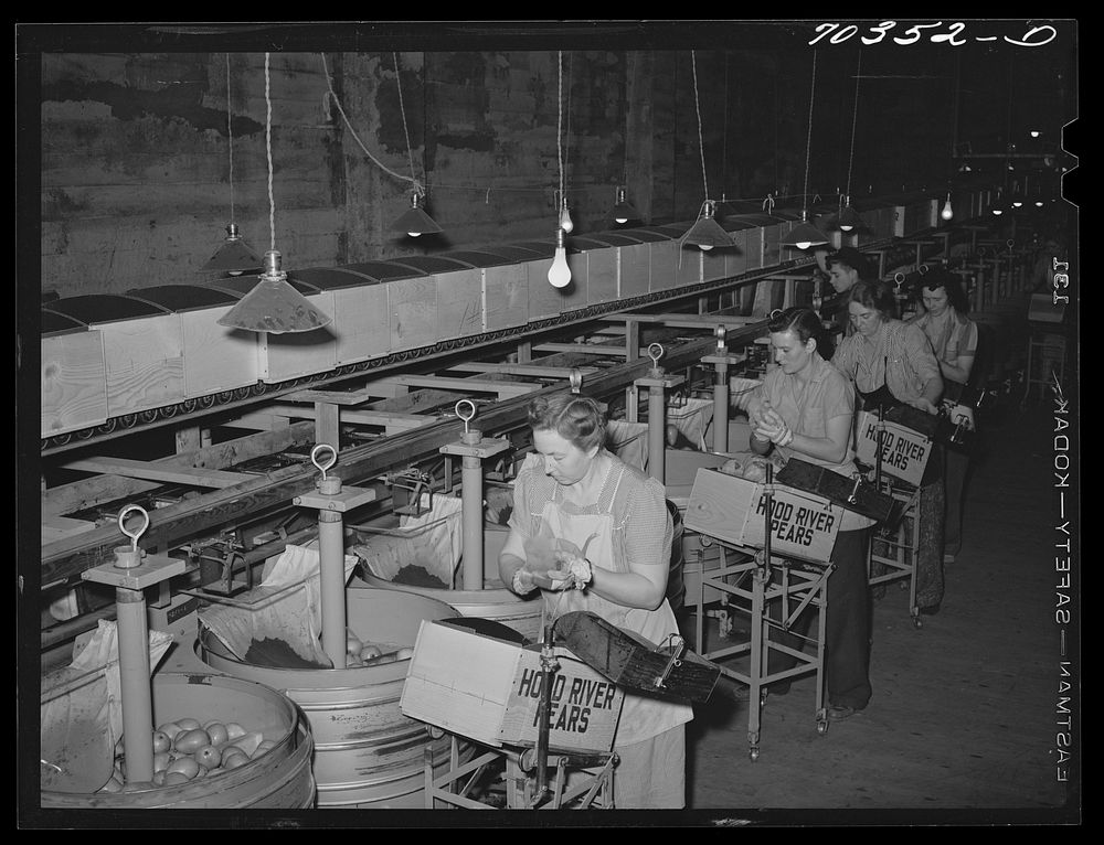[Untitled photo, possibly related to: Grading, wrapping and packing pears at Hood River, Oregon. 6,500,000 boxes of freshly…