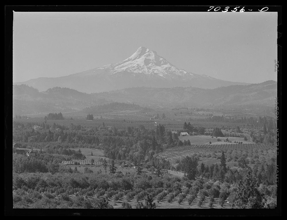 Orchards in Hood River Valley. Mount Hood in background. Oregon by Russell Lee