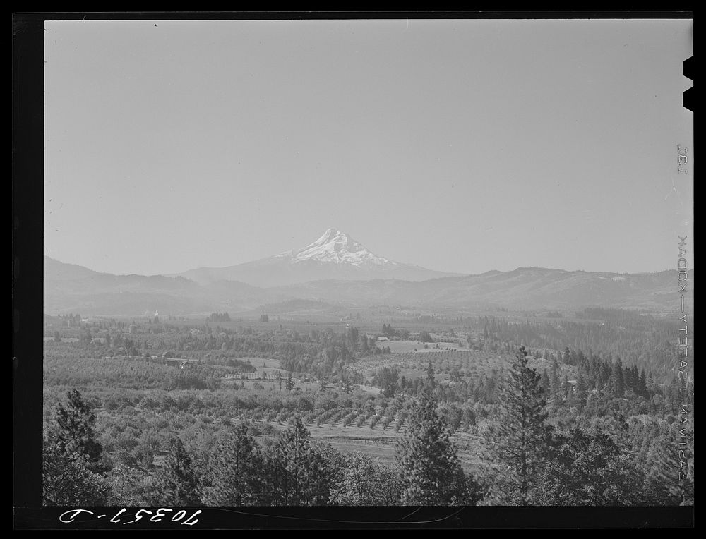 Orchards in Hood River Valley. Mount Hood in background. Oregon by Russell Lee