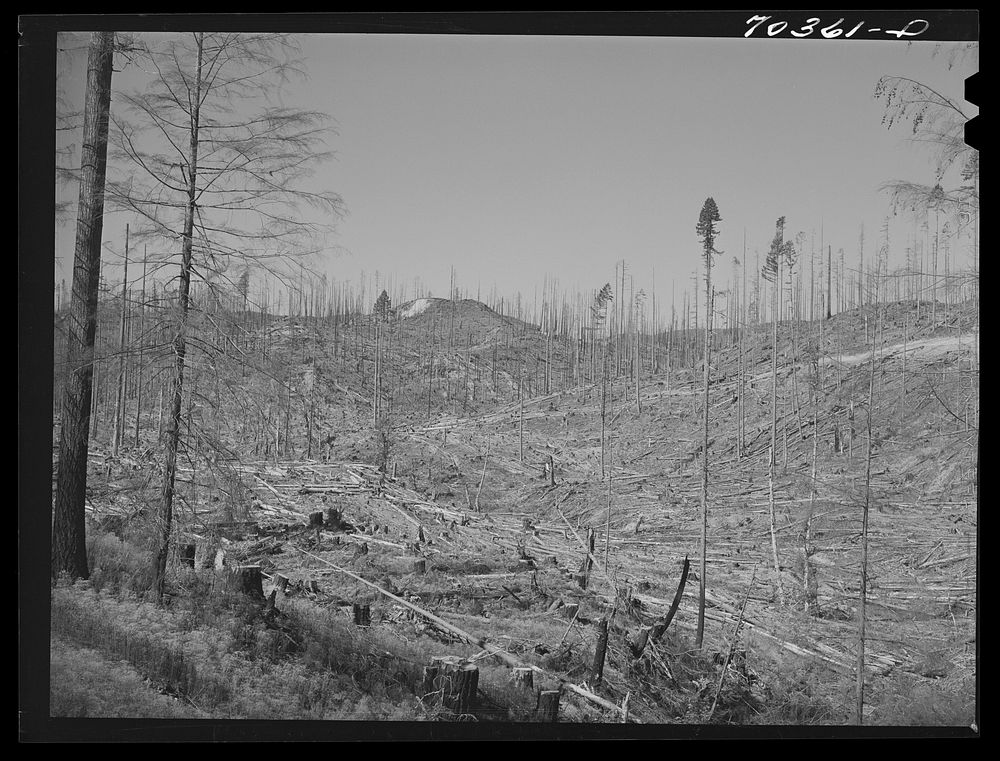 [Untitled photo, possibly related to: Cut-over forest land. Clatsop County, Oregon] by Russell Lee