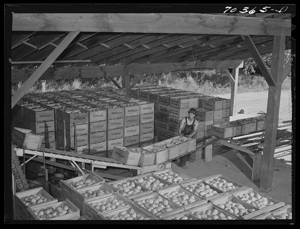 Crates of pears just in from the orchard. Hood River, Oregon by Russell Lee