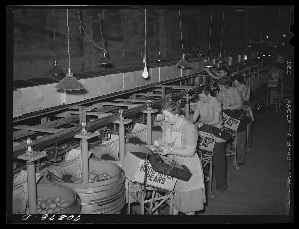 Grading, wrapping and packing pears at Hood River, Oregon. 6,500,000 boxes of freshly packed fruit are shipped from Hood…