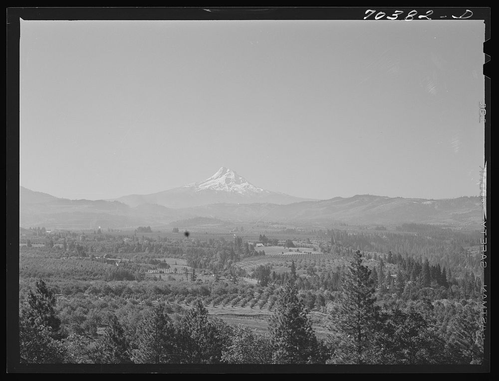 Orchards of Hood River Valley, Oregon, with Mount Hood in the background by Russell Lee