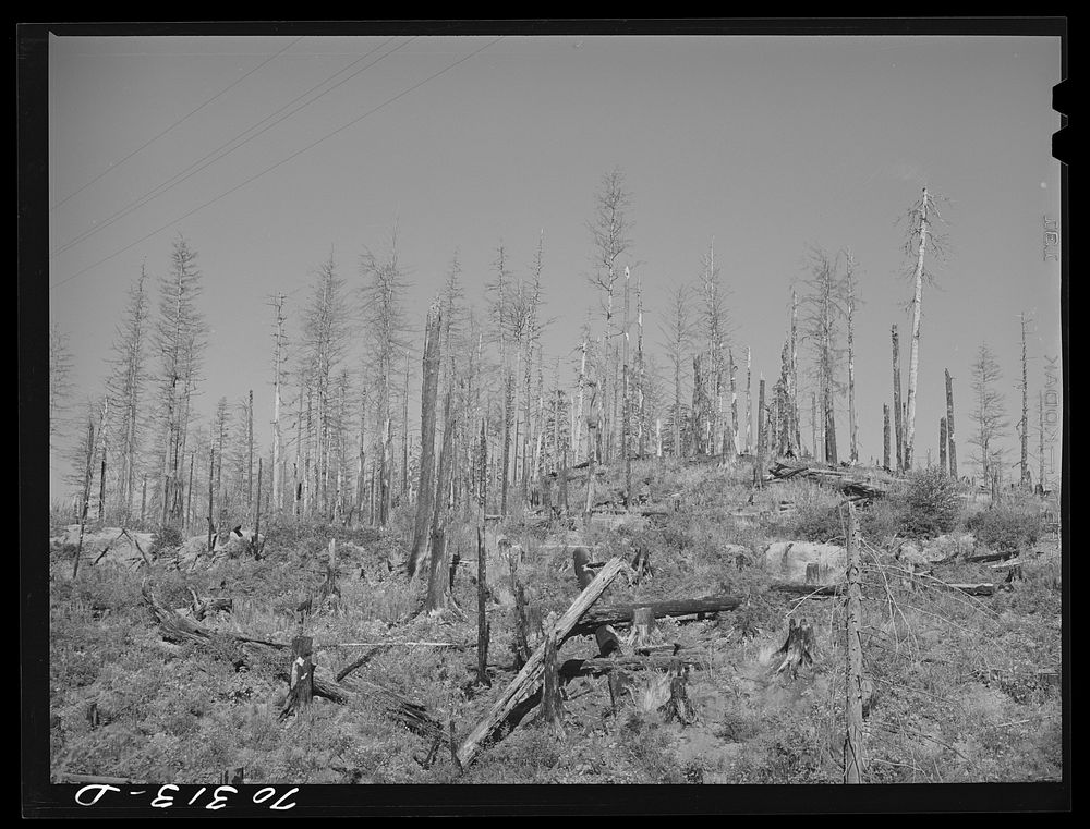 Burned over forest land. Clatsop County, Oregon by Russell Lee