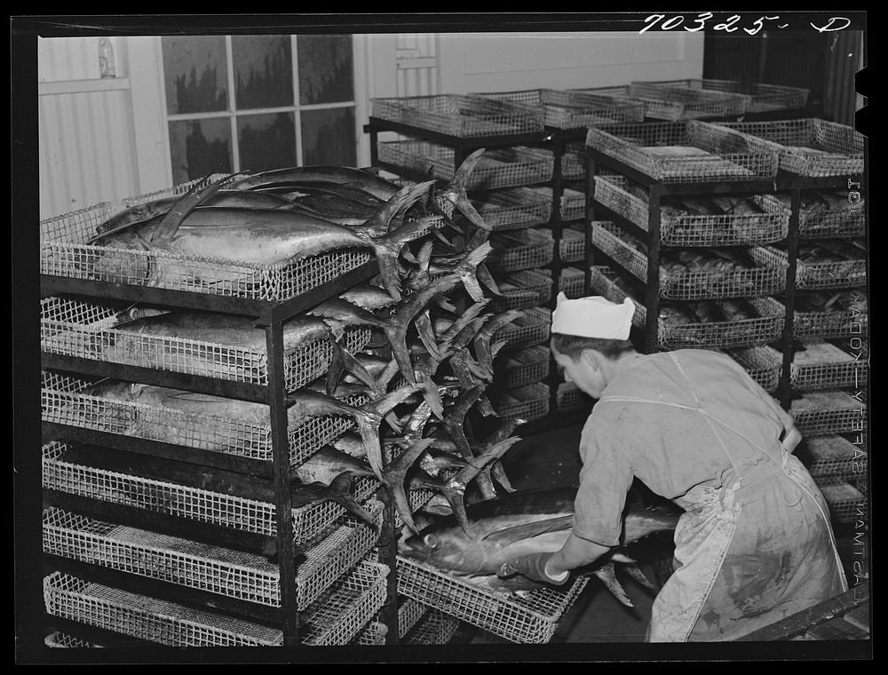 [Untitled photo, possibly related to: Putting gutted tuna into trays in which it will be steamed. Columbia River Packing…