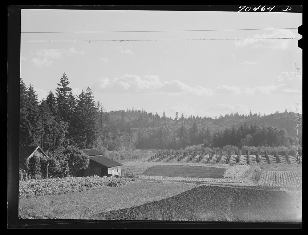 Fall gardens and orchards. Willamette Valley, Clackamas County, Oregon. This section produces truck for the Portland area…