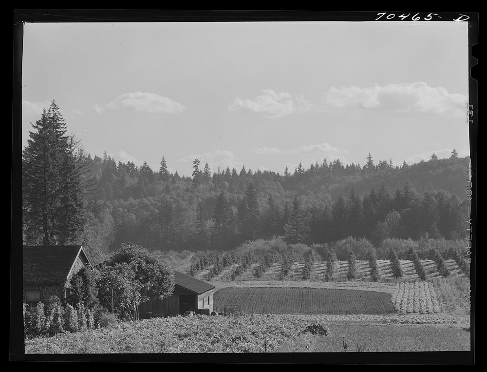 [Untitled photo, possibly related to: Fall gardens and orchards. Willamette Valley, Clackamas County, Oregon. This section…
