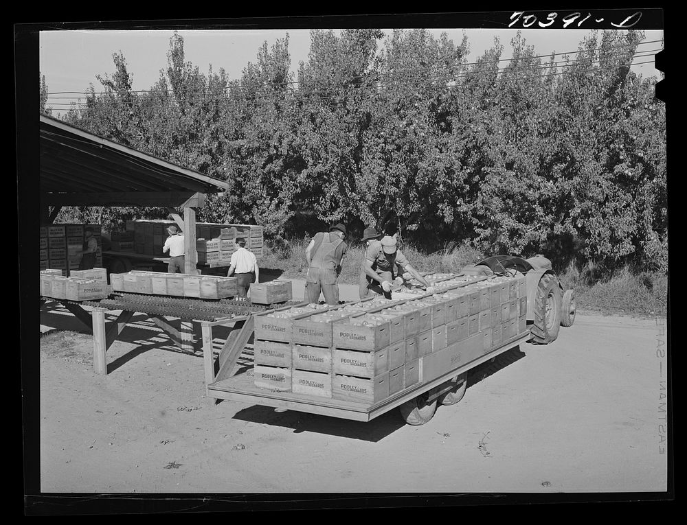 Pears arriving from orchard at packing plant. Hood River, Oregon by Russell Lee