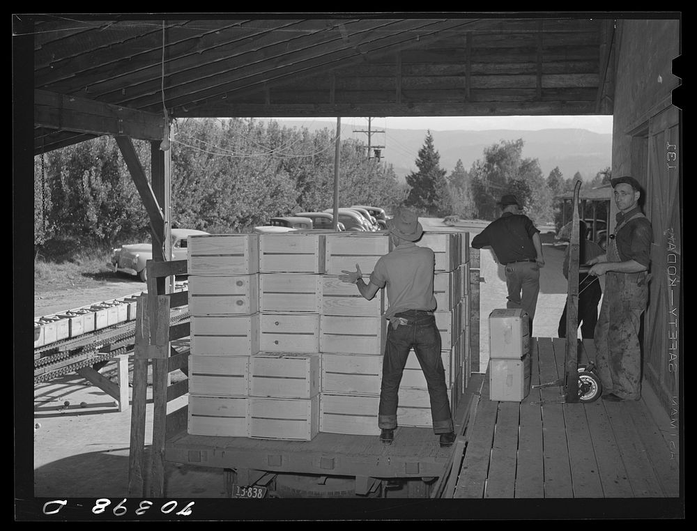 Packing crates of pears onto truck which will take them into town for shipment by rail to the markets. Hood River, Oregon by…