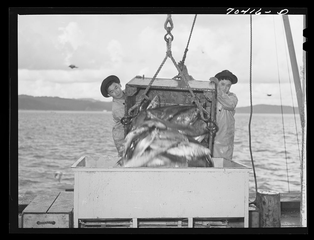 [Untitled photo, possibly related to: Unloading salmon from fishing boat at dock at Columbia River Packing Association.…