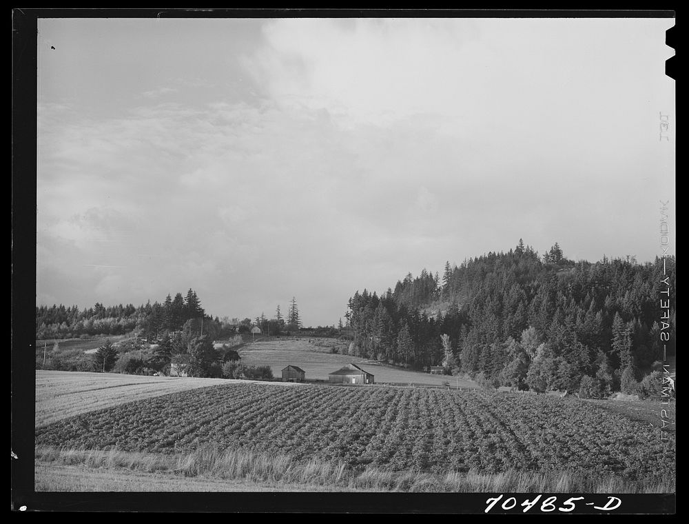 Fall gardens and orchards. Willamette Valley, Clackamas County, Oregon. This section produces truck for Portland area and…