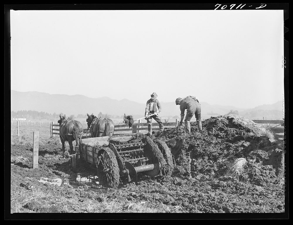 [Untitled photo, possibly related to: Hauling out manure from cow lot onto dairy farm. Tillamook County, Oregon] by Russell…