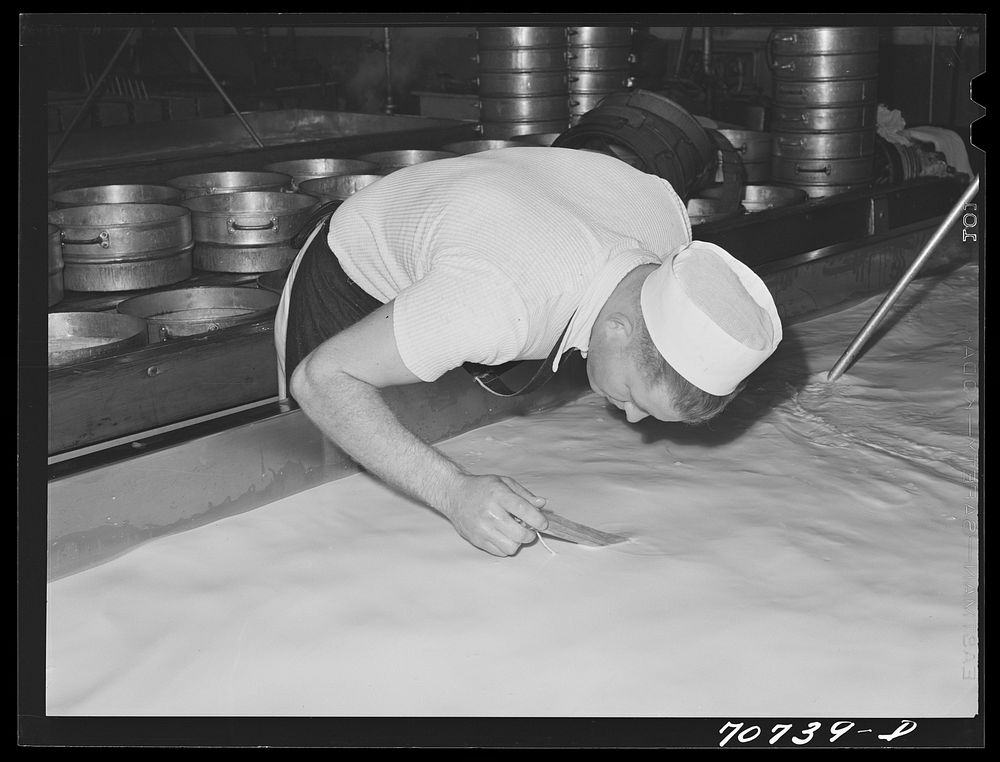 Testing the acidity in curdling milk at the Tillamook cheese plant. Tillamook, Oregon by Russell Lee