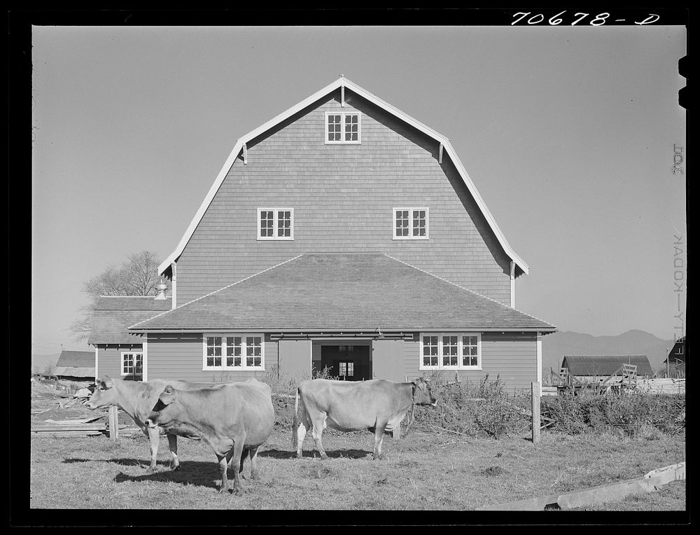 Tillamook County, Oregon. Dairy farmer's barn and cattle. This type of barn, because of its peculiar roof shape, is known as…