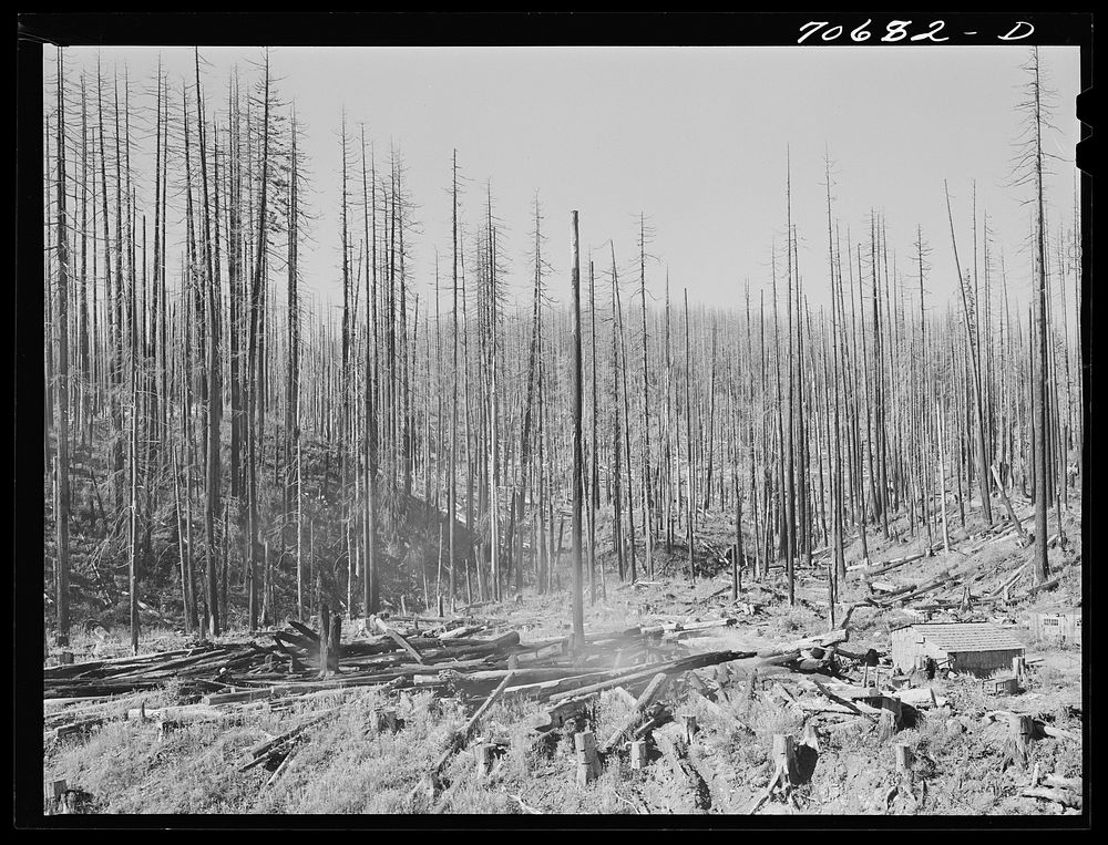 Tillamook burn, Tillamook County, Oregon. See caption for 70681-D by Russell Lee