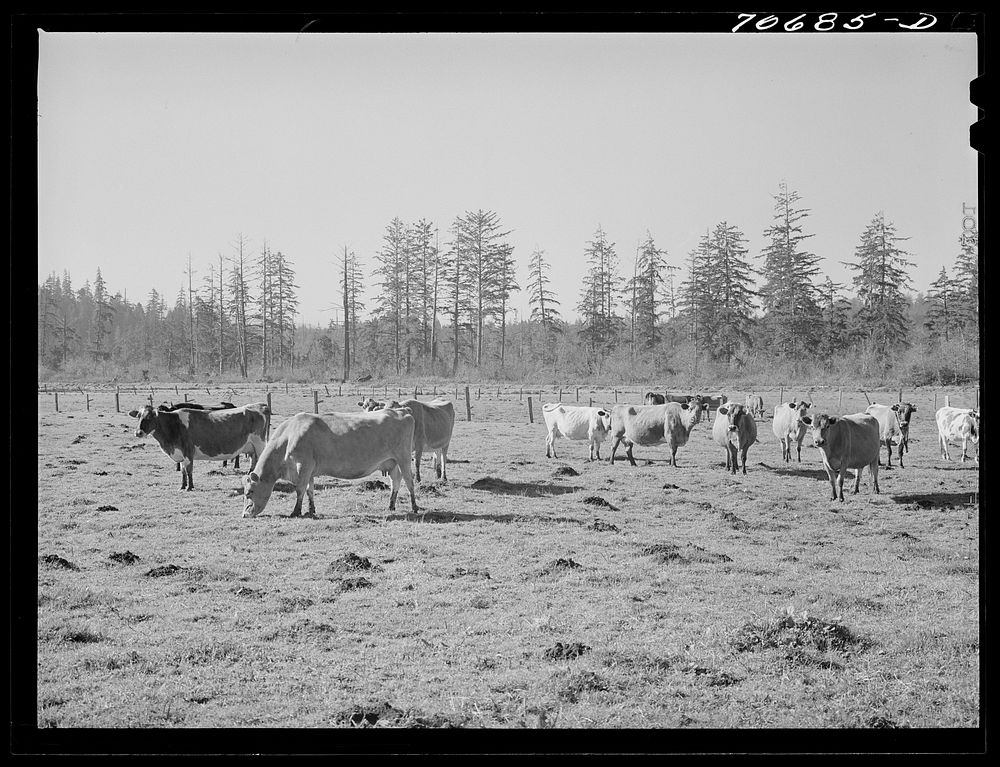 Dairy cattle. Tillamook County, Oregon by Russell Lee