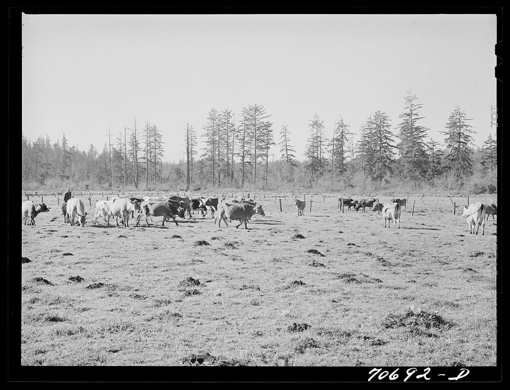 Dairy cattle in the marshy land of Tillamook County, Oregon by Russell Lee