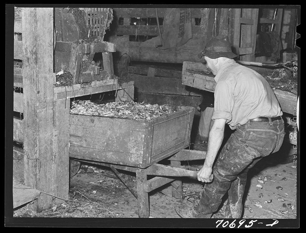 [Untitled photo, possibly related to: Field beets which will be used for cattle feed by dairy farmer. Tillamook County…