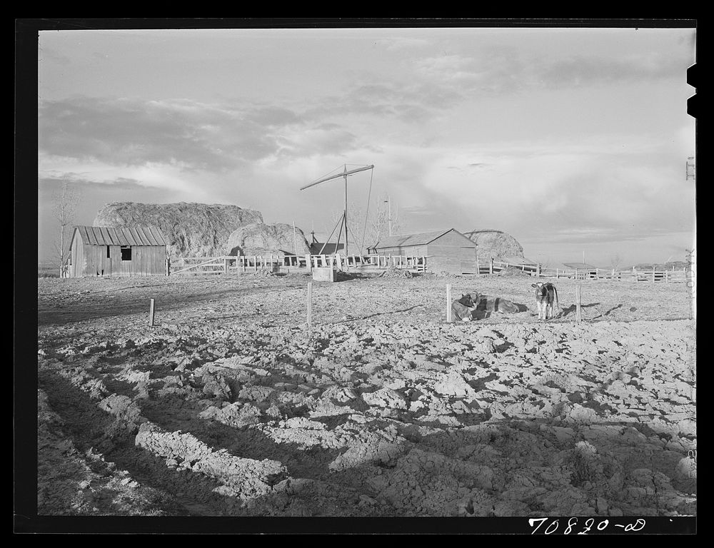Farmyard of farmer living on Black Canyon Project. Canyon County, Idaho by Russell Lee