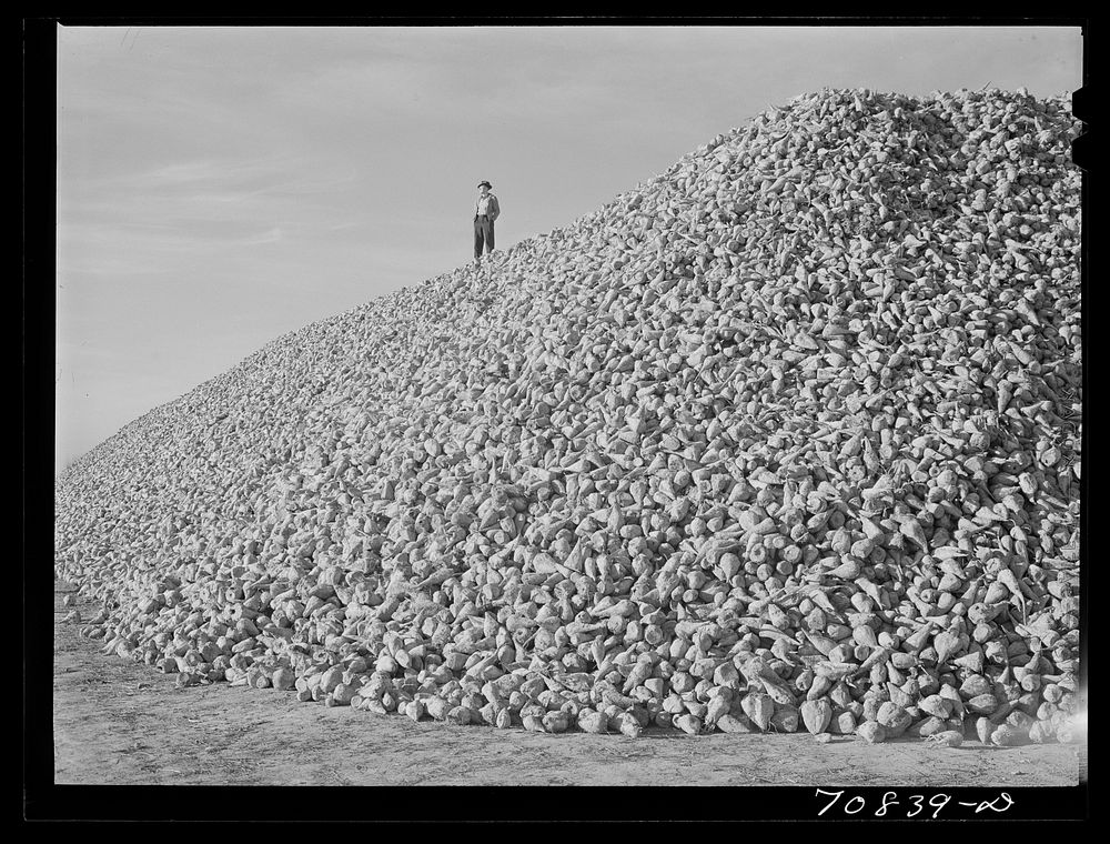 Sugar beets. Canyon County, Idaho. Sugar beets are one of the major crops of this area by Russell Lee