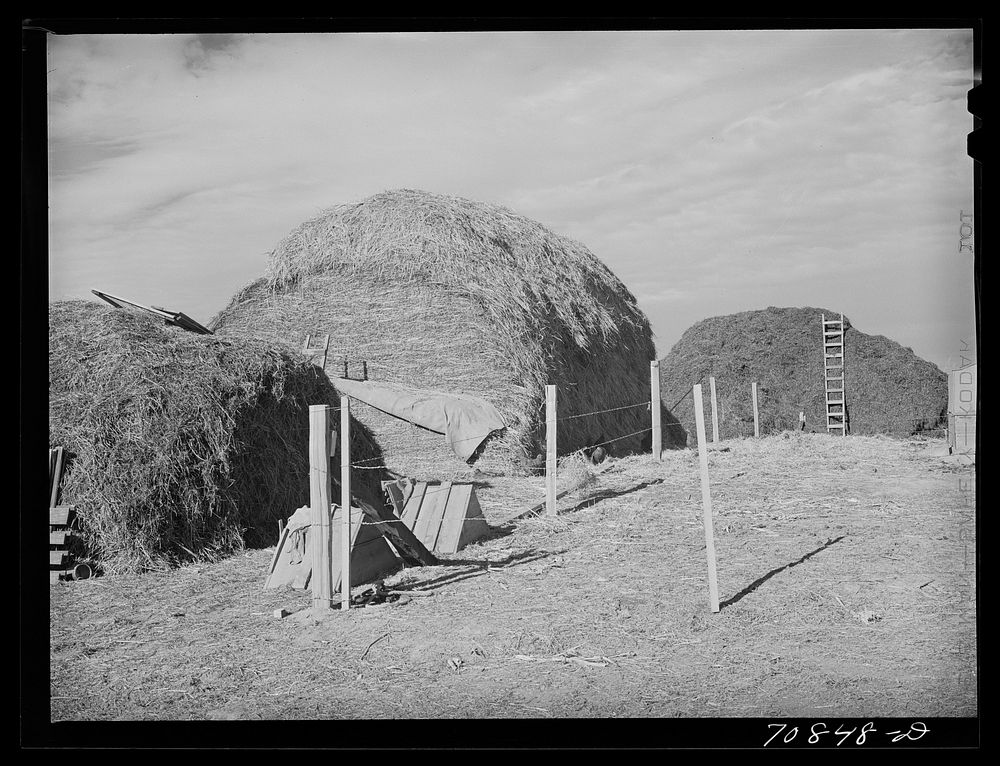 Hay which will be used for cattle feed in Black Canyon Project. Canyon County, Idaho. Dairying, with the farmers growing…